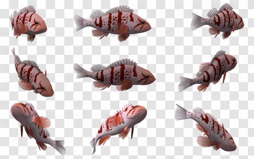 Fish Marine Mammal Biology - Decapoda Transparent PNG