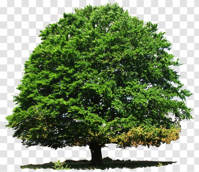 Deciduous Tree Conifers - Evergreen Transparent PNG