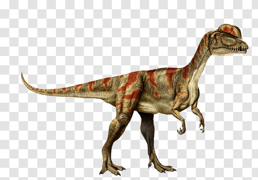 Tyrannosaurus Dilophosaurus Velociraptor Clip Art - Eyes And Tail Transparent PNG