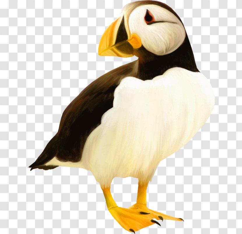 Puffin Bird Beak Toucan Clip Art Transparent PNG