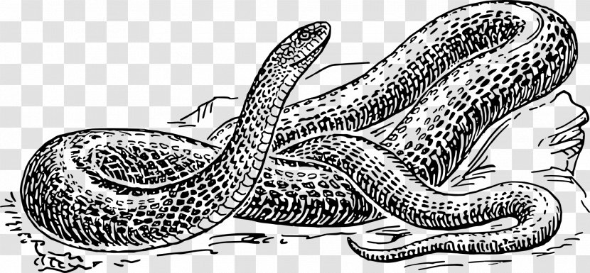 Snake Drawing Black And White Clip Art Transparent PNG