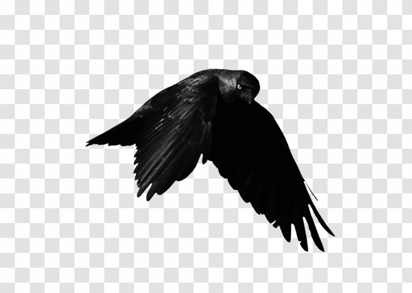 American Crow DeviantArt Bird Artist - Feather - Art Transparent PNG