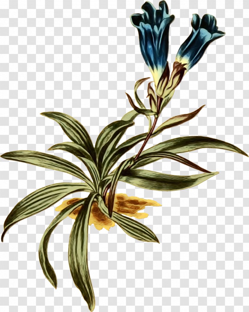 Flower Plant Stem Branching Plants - Branch - Gentian Family Herbaceous Transparent PNG