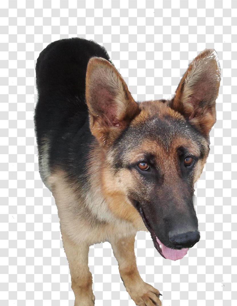 Old German Shepherd Dog King Shiloh East-European - Like Mammal Transparent PNG