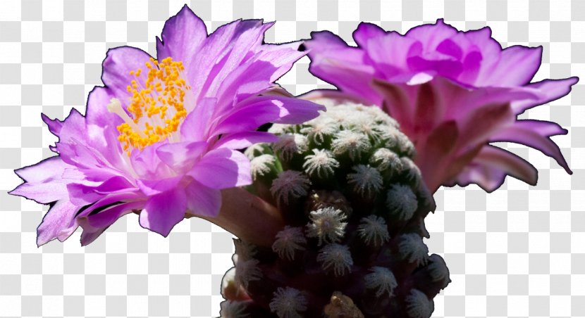 Cactaceae Festa Del Cactus Biodiversity Voluntary Association Cut Flowers - Caryophyllales Transparent PNG
