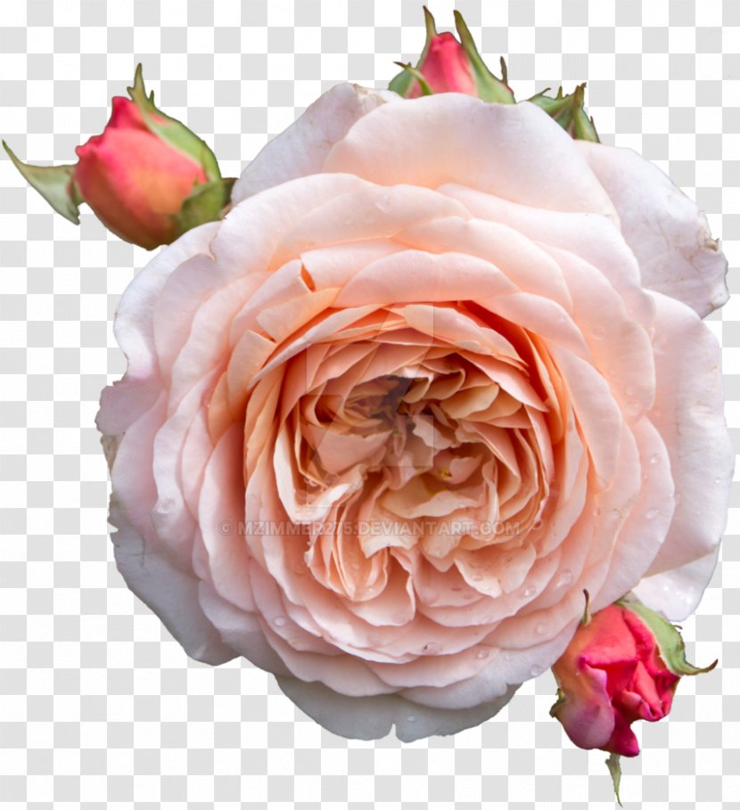 Centifolia Roses Pink Flower Pastel Drawing - Photography - Flowers Transparent PNG