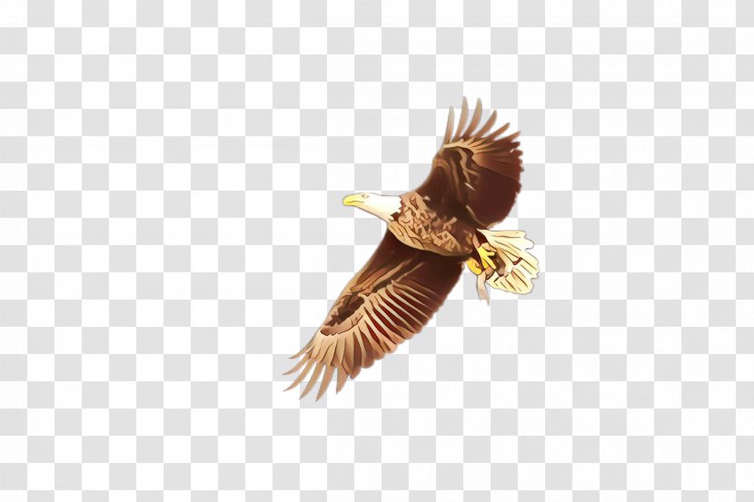 Eagle Cartoon - Falconiformes Pheasant Transparent PNG