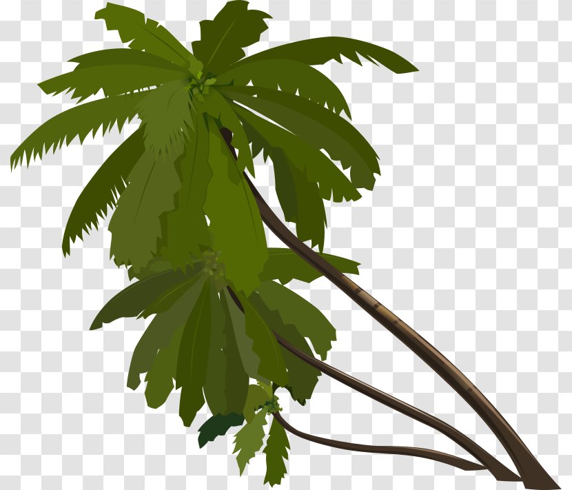 Arecaceae Drawing Clip Art - Tree - Palm Leaves Transparent PNG
