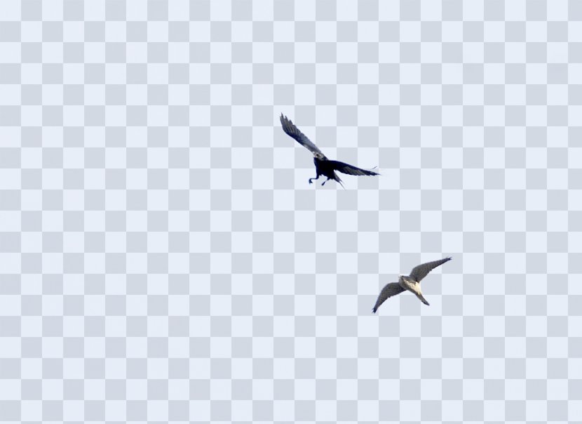 Flight Bird Migration Sky Eagle - Flying On The Transparent PNG