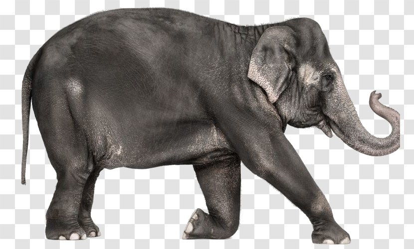 African Elephant Indian Creature Transparent PNG