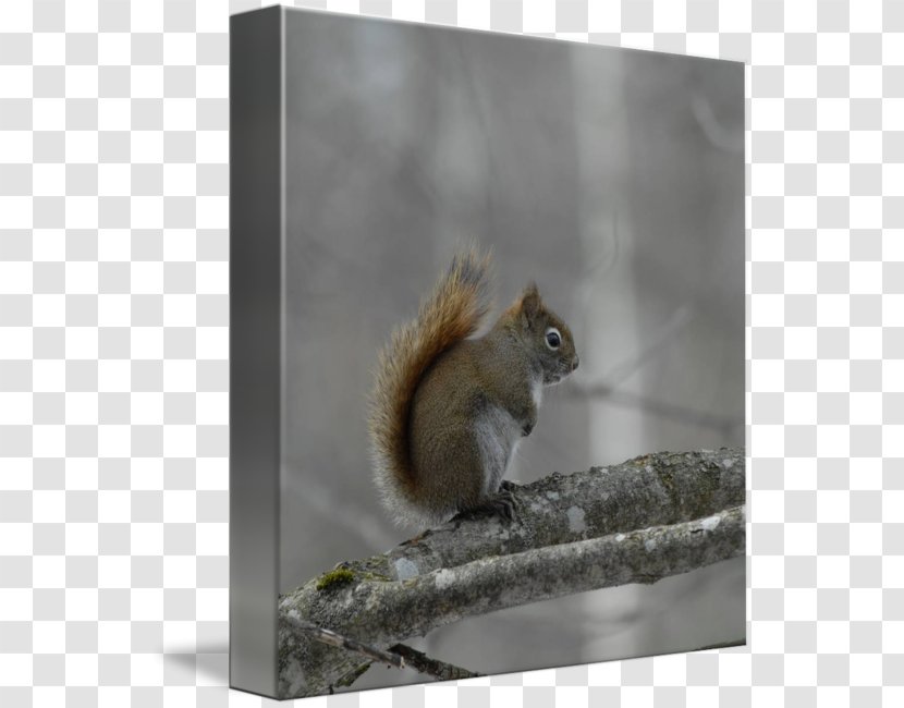 Fox Squirrel Snout Tail - Rodent Transparent PNG