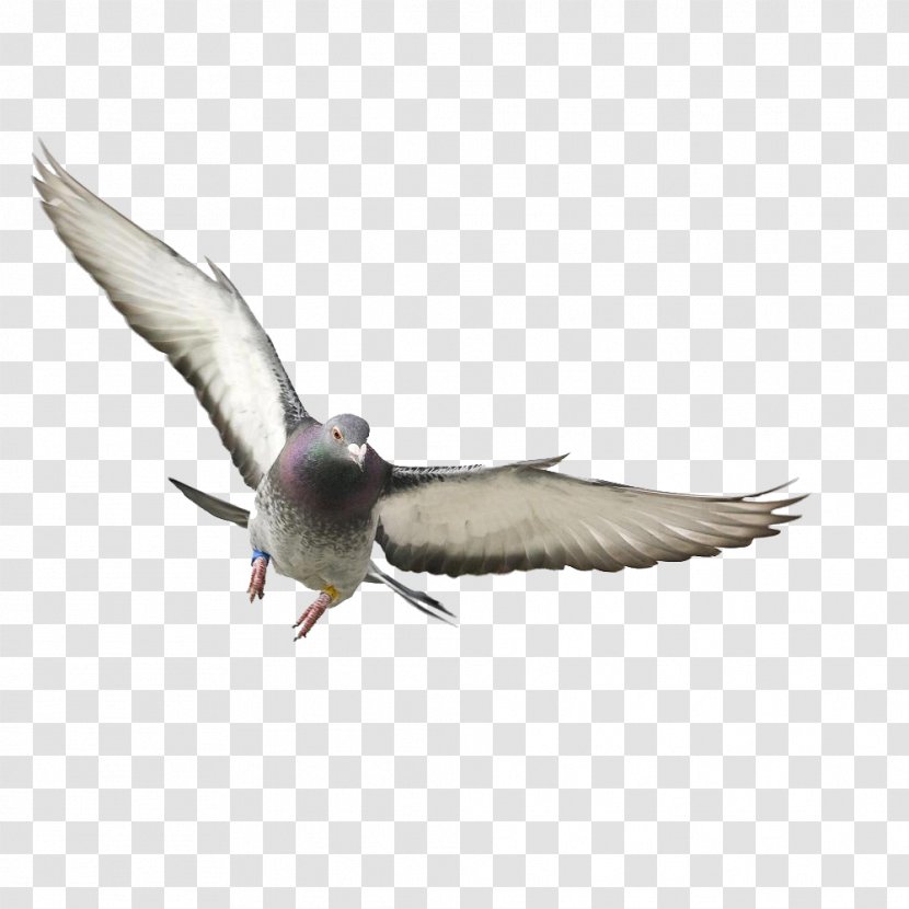 Rock Dove Bird Columbidae Flight Wing - Pigeon Transparent PNG
