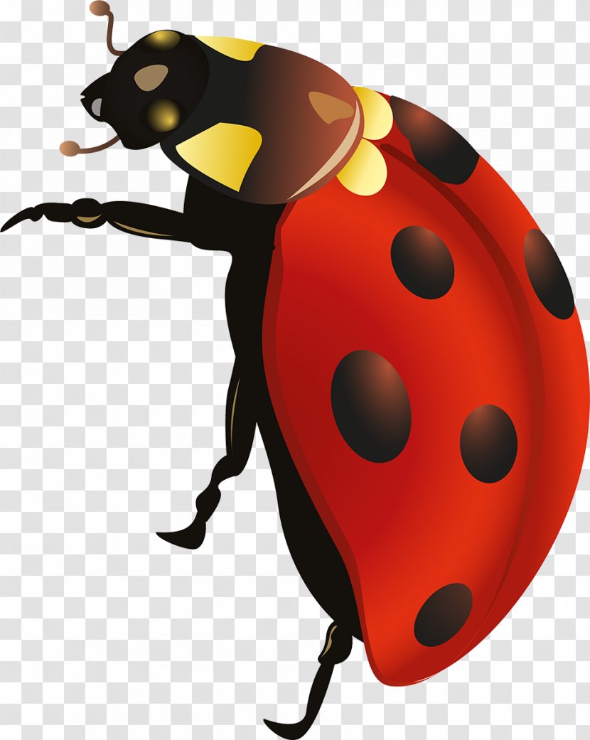 Insect Lady Bird Clip Art Transparent PNG