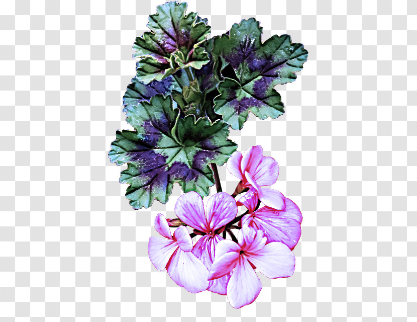 Flower Petal Plant Purple Violet Transparent PNG