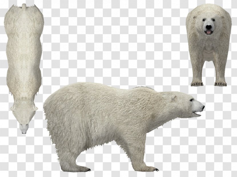 Polar Bear Animal Wildlife Snout - Mammal Transparent PNG