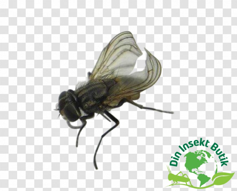 Brachycera Common Fruit Fly Flies Pterygota Reptile Transparent PNG