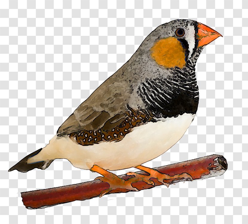 Zebra Finch Bird Pet Domestic Canary - Cage Transparent PNG