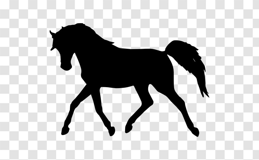 Arabian Horse Silhouette Standing - Drawing Transparent PNG