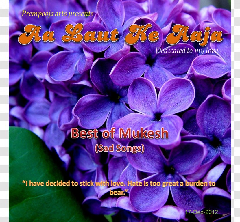 Desktop Wallpaper Common Lilac High-definition Television Lavender - Flowering Plant - Chand Raat Transparent PNG