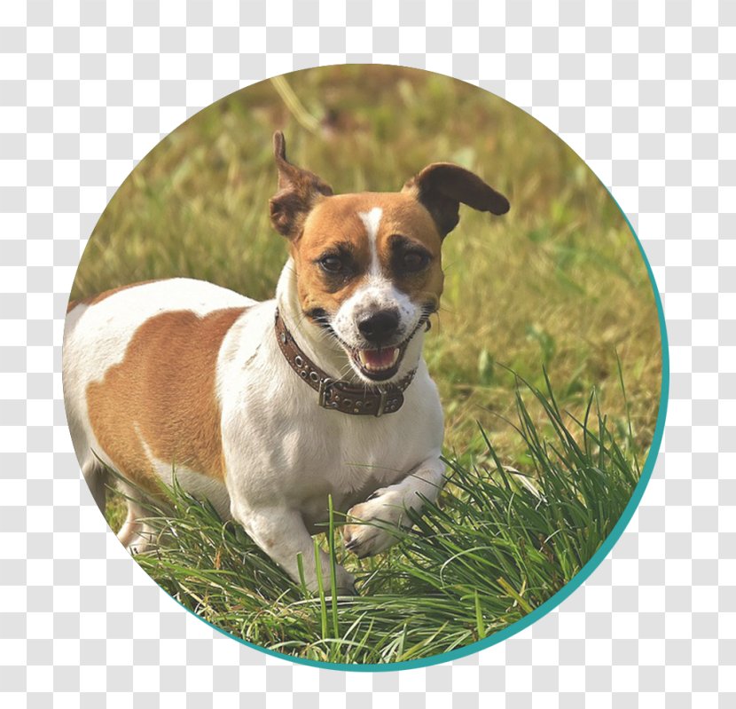 Jack Russell Terrier Parson Puppy - Animal Transparent PNG