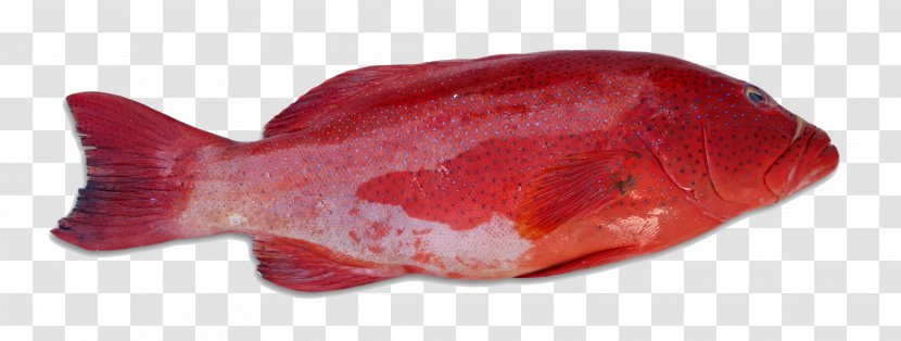 Pompano Red Coral Trout Grouper Fish - Reef Transparent PNG
