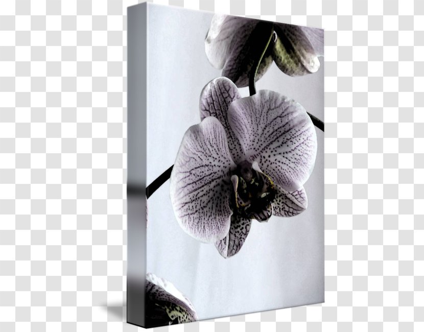 Moth Orchids Violet Violaceae - Watercolor Orchid Transparent PNG