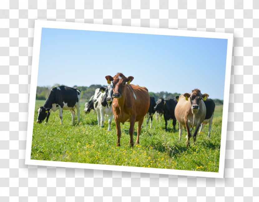 Dairy Cattle Milk Jersey Beef Farm - Herd Transparent PNG