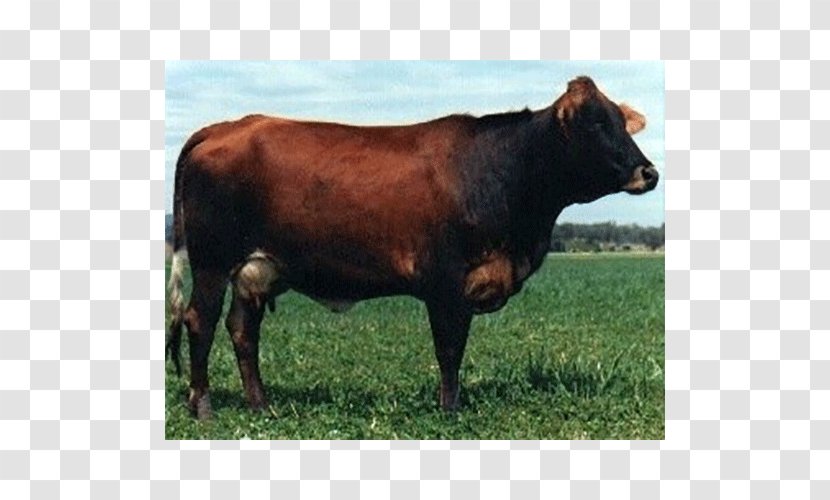 Sahiwal Cattle Holstein Friesian Jersey Ayrshire Guernsey - Dairy Farming Transparent PNG