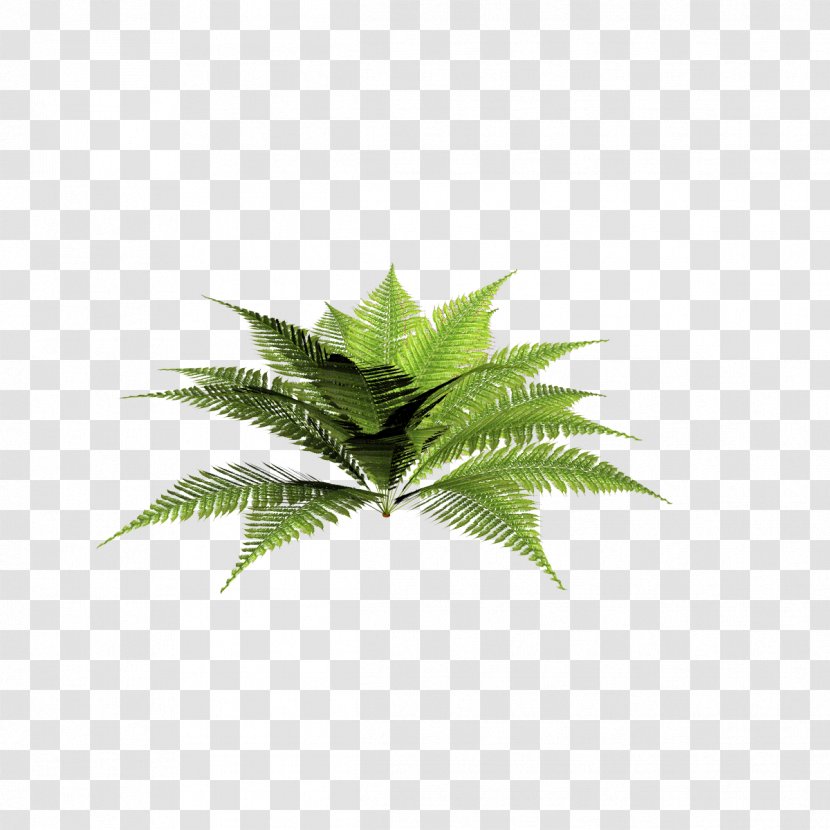 Plant Blechnum Discolor Dryopteris Filix-mas Fern - Burknar - Plants Transparent PNG