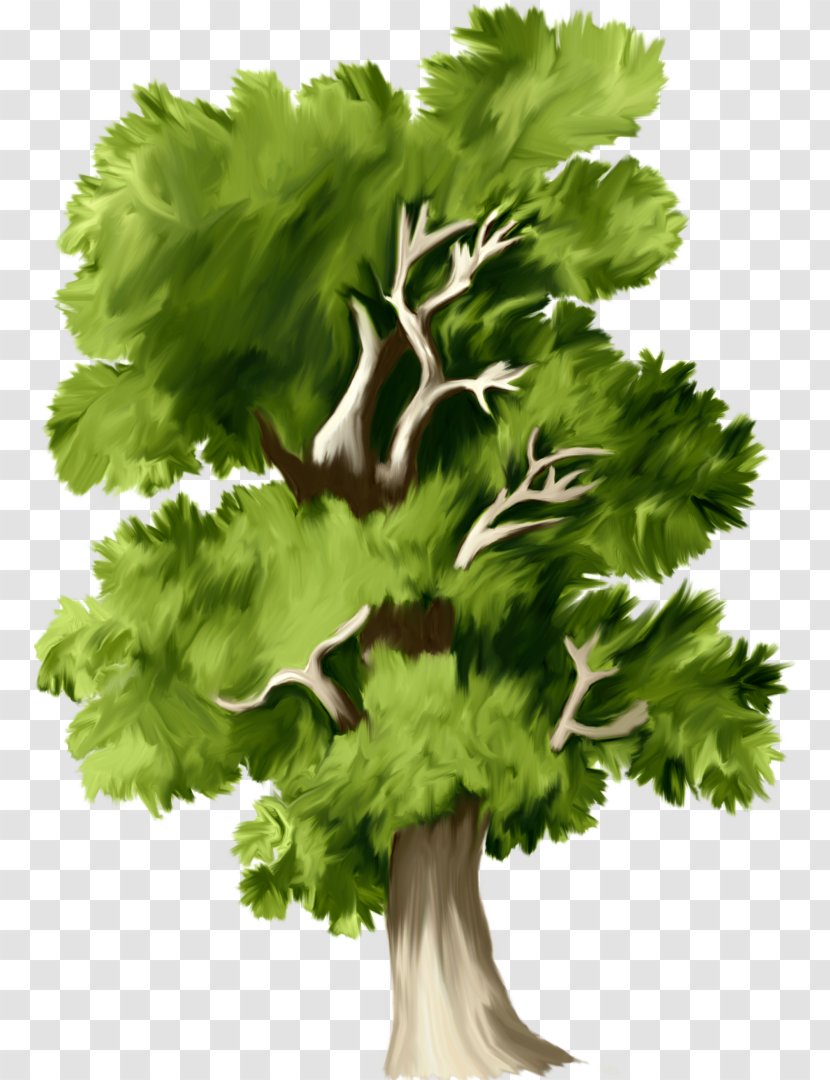 Tree Web Page Clip Art - Leaf Vegetable - Forest Transparent PNG