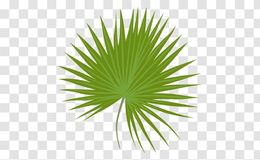 Sabal Minor Leaf Arecaceae - Palm Leaves Transparent PNG