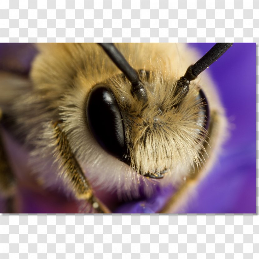 Honey Bee Close-up Snout - Closeup Transparent PNG