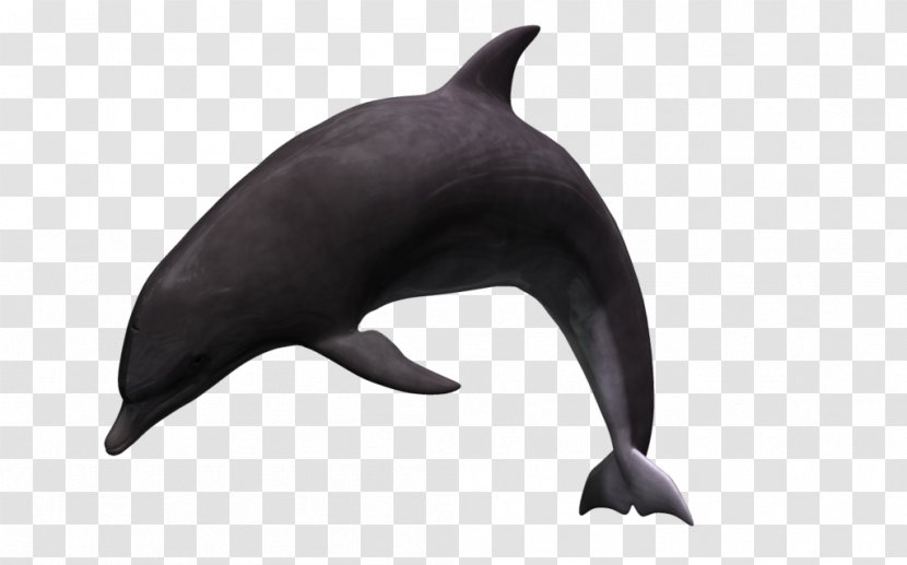 White-beaked Dolphin Tucuxi Animal 3D Computer Graphics - Rendering Transparent PNG