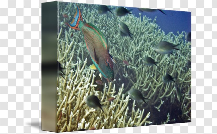 Stony Corals Coral Reef Fish Ecosystem Marine Biology Transparent PNG