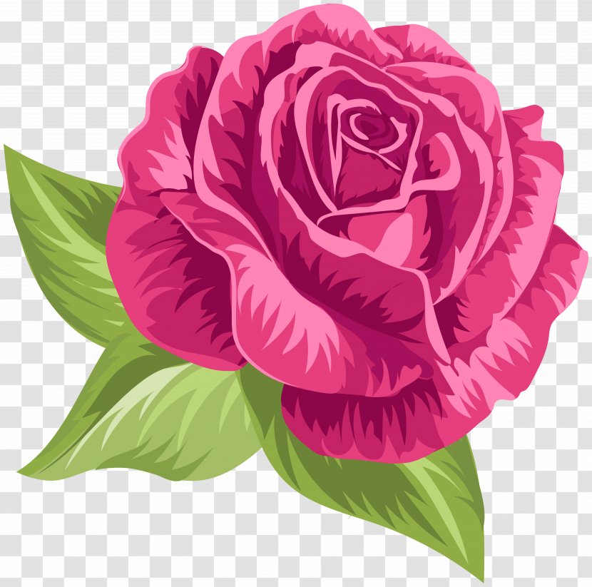 Garden Roses Cabbage Rose Floribunda Clip Art - Red - Pink Vintage Transparent PNG