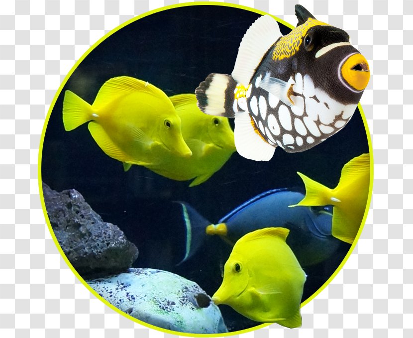Coral Reef Fish Aquarium Marine Biology Saltwater - Freshwater - Chinese Mid-autumn Wind Transparent PNG