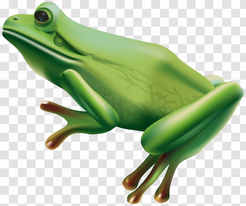 Tree Frog Clip Art Transparent PNG