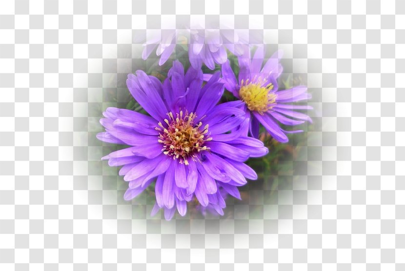 Daisy Family Aster Violet Lilac Purple Transparent PNG