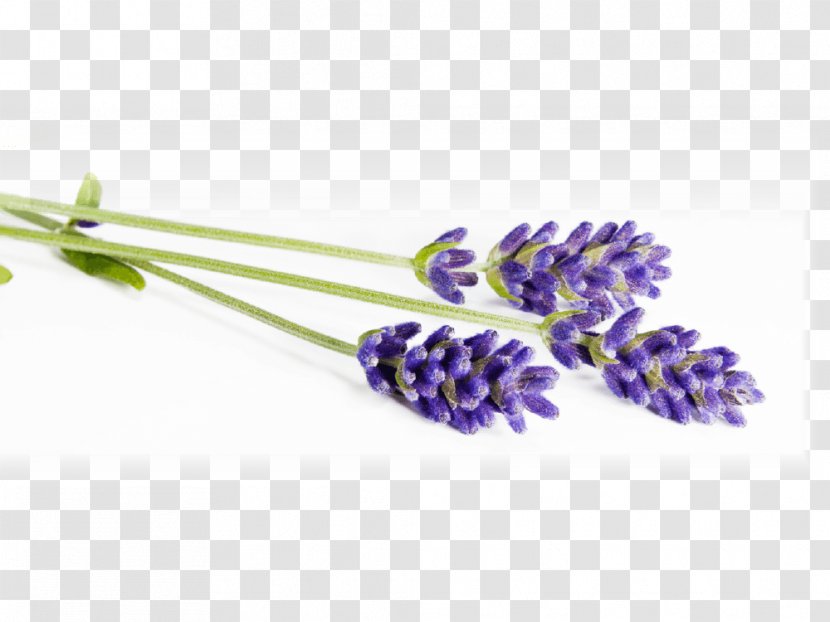 Lavender Lavander Field Stock Photography - Flower - Lavande Transparent PNG