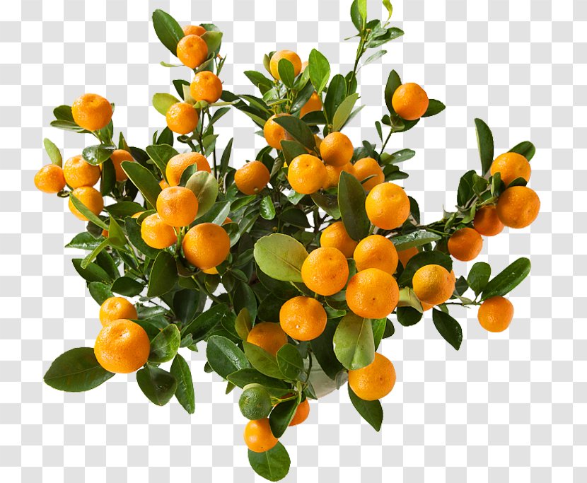 Juice Clementine Mandarin Orange Kumquat - Citrus - Potted Trees Transparent PNG