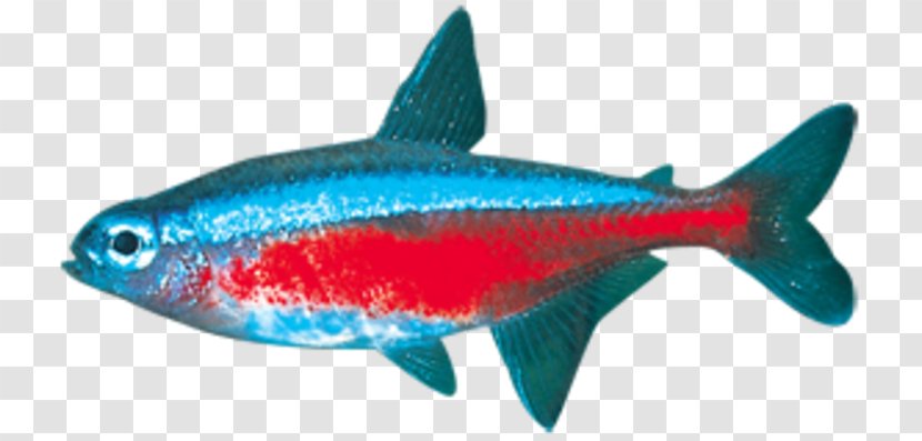 Milkfish Marine Biology Sardine Coral Reef Fish Mammal Transparent PNG