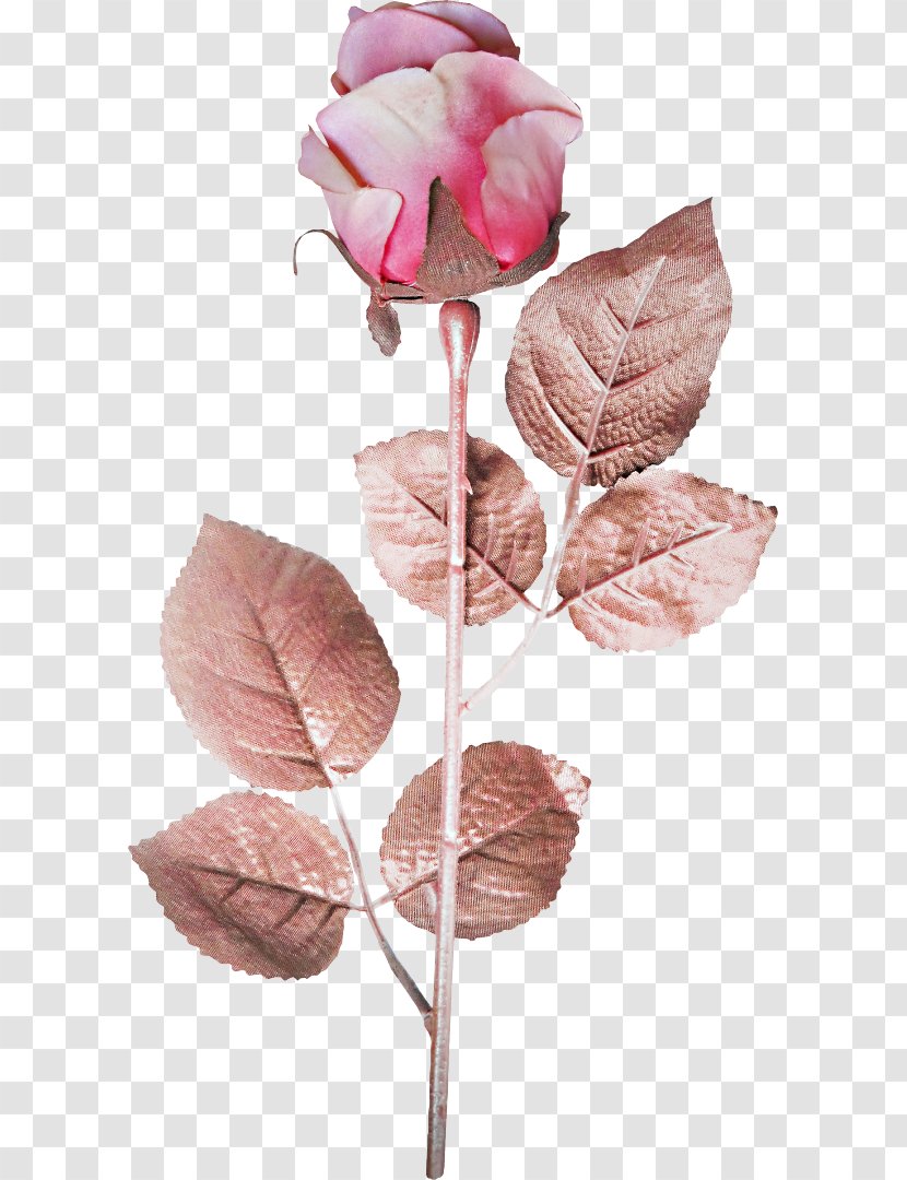 Still Life: Pink Roses Artificial Flower - Flowering Plant - Rose Transparent PNG