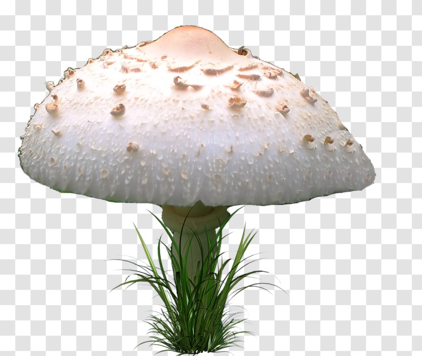 Fungus Mushroom Agaricaceae - Drawing Transparent PNG