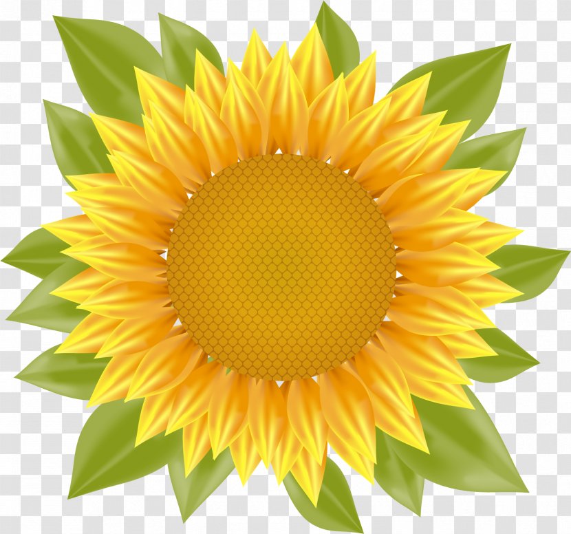 Common Sunflower - Flower - Vector Transparent PNG
