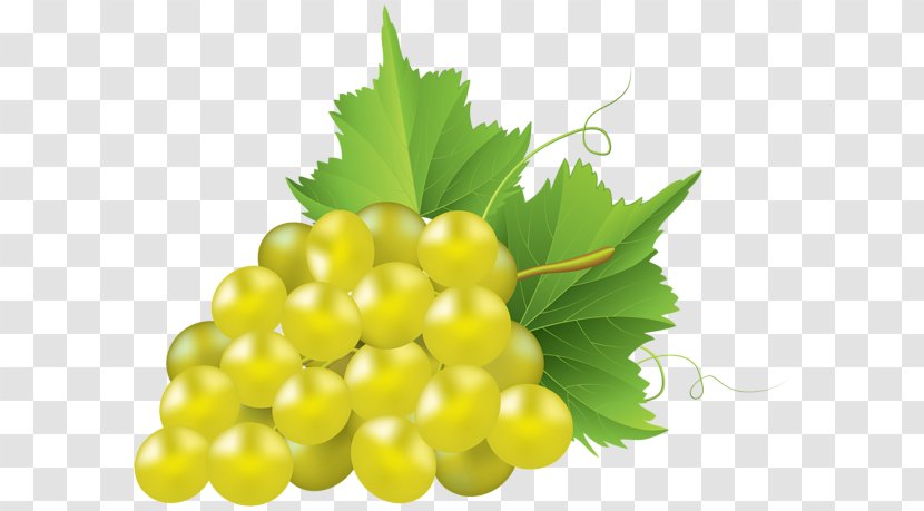 Common Grape Vine Concord Clip Art - Grapevines - Tree Transparent PNG