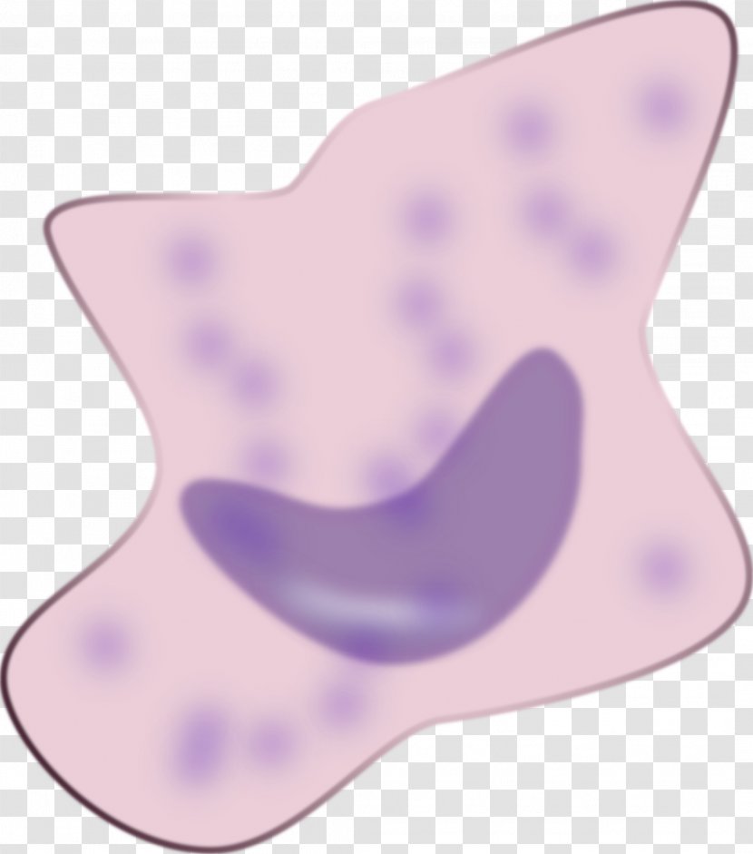 Macrophage Neutrophil Clip Art - Monocyte - Violet Transparent PNG