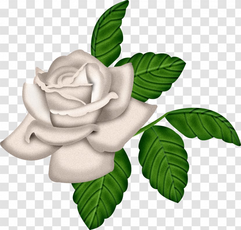 Garden Roses Cabbage Rose Clip Art - Gardenia - White Transparent PNG