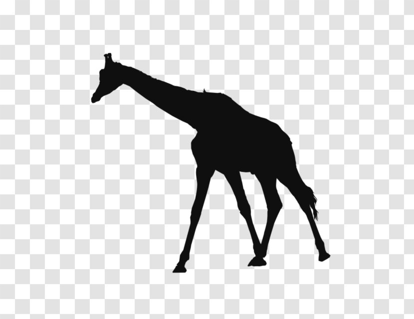 Paper Northern Giraffe Image Animal - Snout - Silhouette Transparent PNG