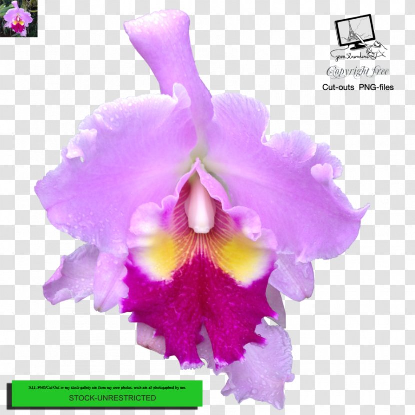 Crimson Cattleya Christmas Orchid Percivaliana Dendrobium Moth Orchids - Violet - Me Too Flower Transparent PNG