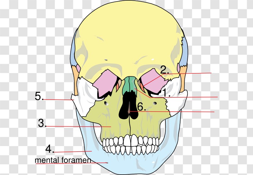 Facial Skeleton Skull Anatomy Human Lacrimal Bone - Flower Transparent PNG